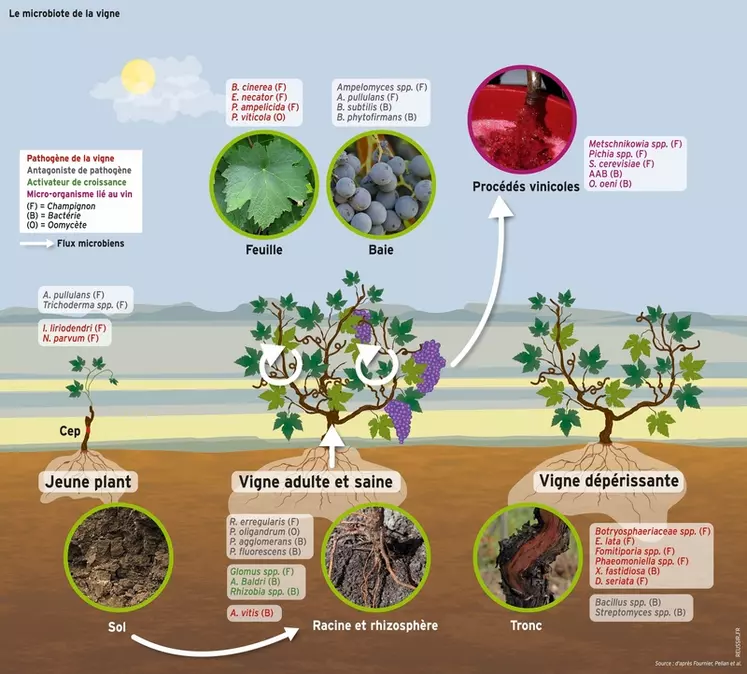 Connaissez-vous le microbiote de la vigne ?
