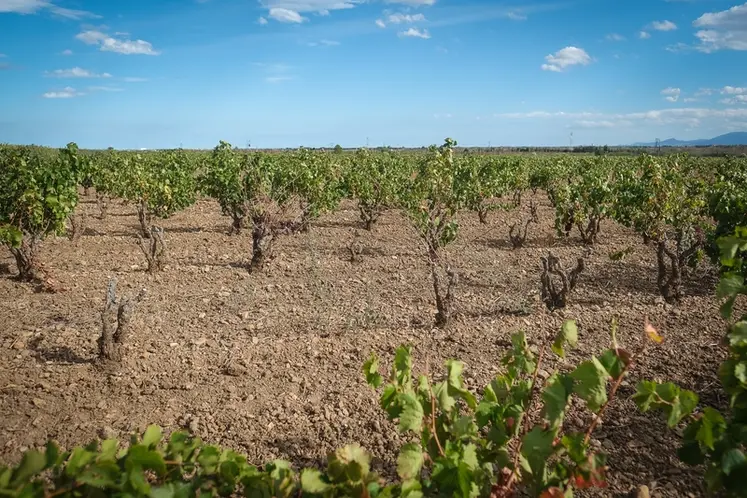 Sécheresse et mortalité de pieds de vigne vers Rivesaltes, dans les Pyrénées-Orientales.