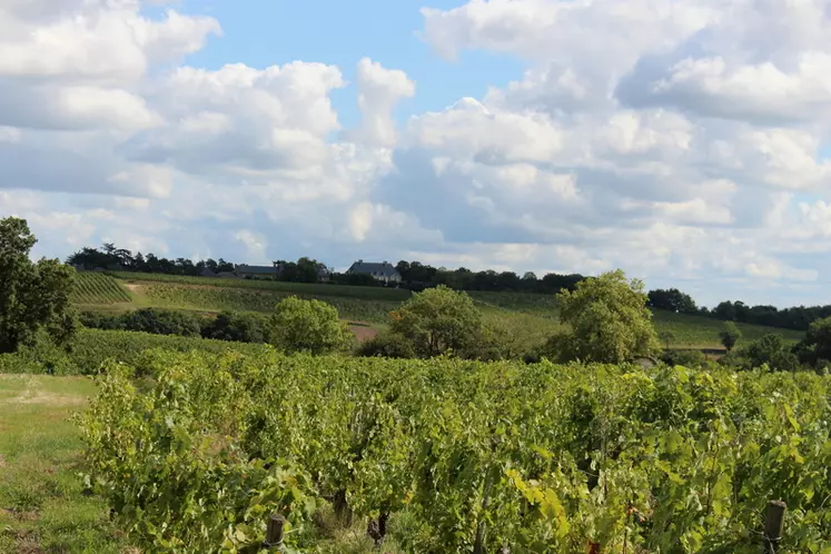 Selon le bilan à mi-parcours du plan filière Loire 2030, 73 % de domaines viticoles ligériens sont engagés en bio ou dans une autre certification environnementale en 2023.