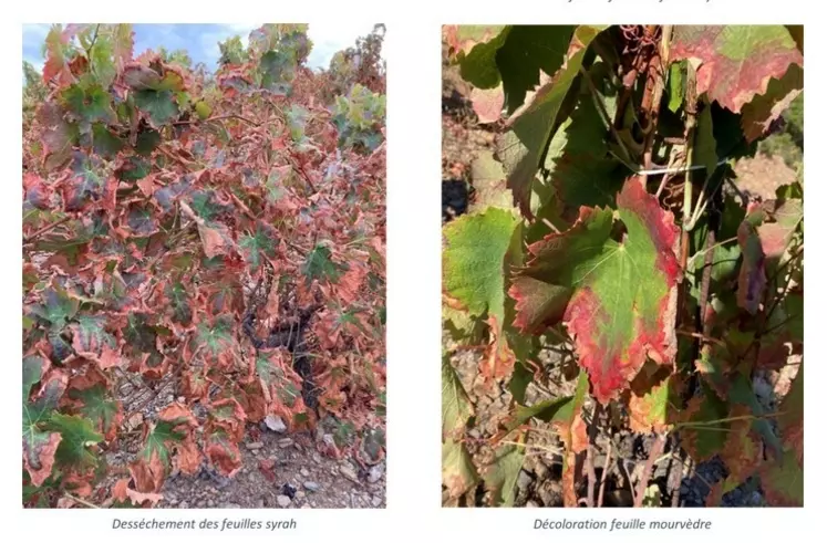 La cicadelle africaine, Jacobiasca lybica, provoque des dégâts conséquents sur la vigne, allant de la décoloration au dessèchement complet de la feuille.