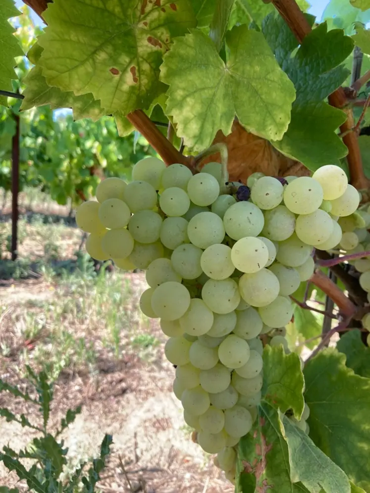 <em class="placeholder">Les grappes de xarello sont moyennes à grandes avec une fertilité élevée.
</em>