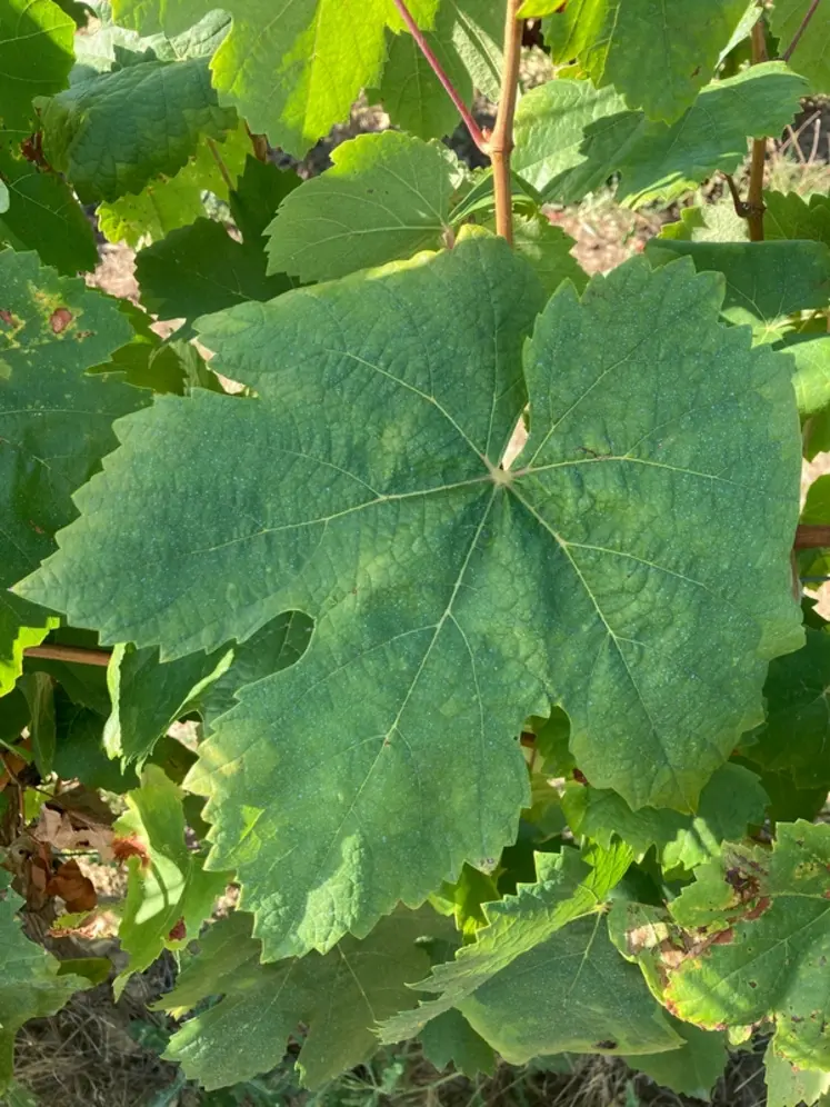 <em class="placeholder">Le xarello est un cépage bien adapté au climat méditerranéen et à la sécheresse.
</em>
