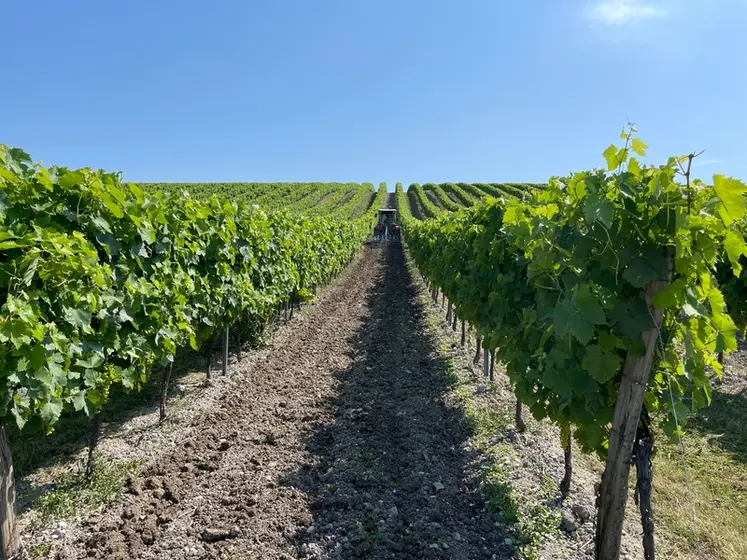 <em class="placeholder">Tracteur spécialisé fruitier Massey Ferguson MF3 MF3FR.105 dans les vignes</em>