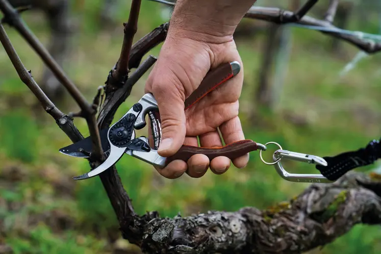 <em class="placeholder">Sécateur manuel Felco 8 Elite en train de tailler des sarments de vigne. </em>