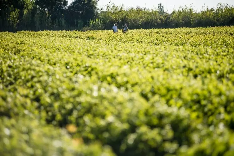 <em class="placeholder">Parcelle de vigne avec techniciens de l&#039;Entav.</em>