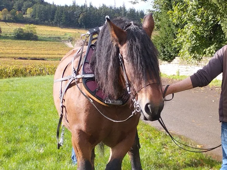 Un cheval de trait formé à la traction pour le travail des vignes.