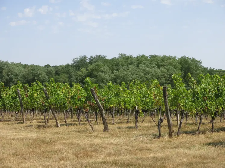 Paysage de vignes en Gironde