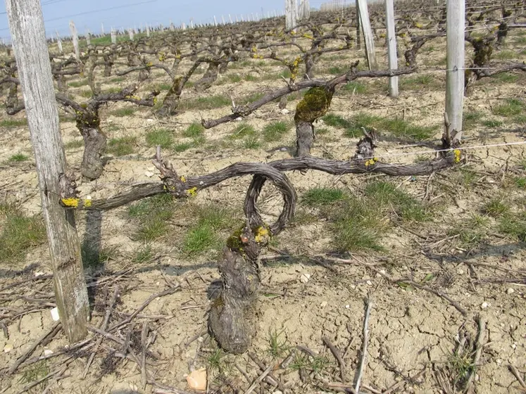 <em class="placeholder">Vigne formée en cordon de Royat avec bras croisés</em>