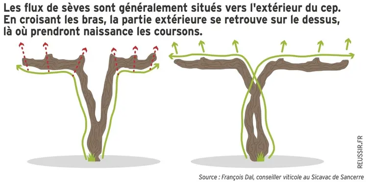 <em class="placeholder">Graphique : Les flux de sèves sont généralement situés vers l&#039;extérieur du cep. En croisant les bras, la partie extérieure se retrouve sur le dessus, là où prendront ...</em>