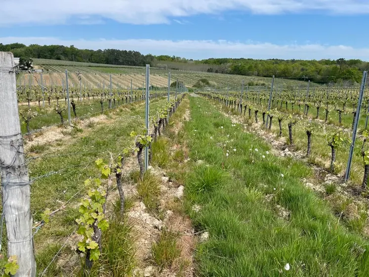 <em class="placeholder">Vignobles Roux, à Gornac, en Gironde, en mai 2023. Stade de la vigne, cabernet ou merlot</em>