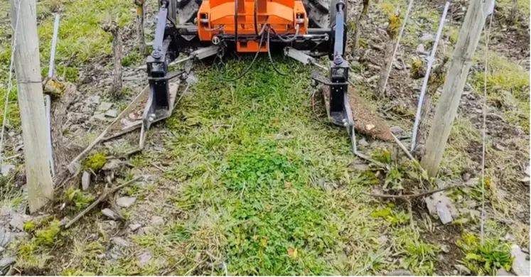 Skiterre au travail dans les vignes.