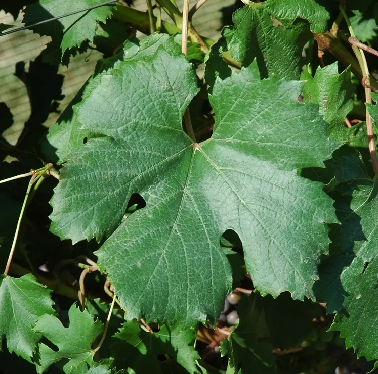 <em class="placeholder">Feuille de vigne de la variété khorus.</em>