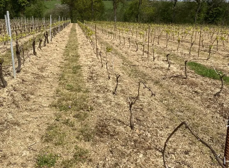<em class="placeholder">Parcelle de vigne test du produit MunioDis.</em>