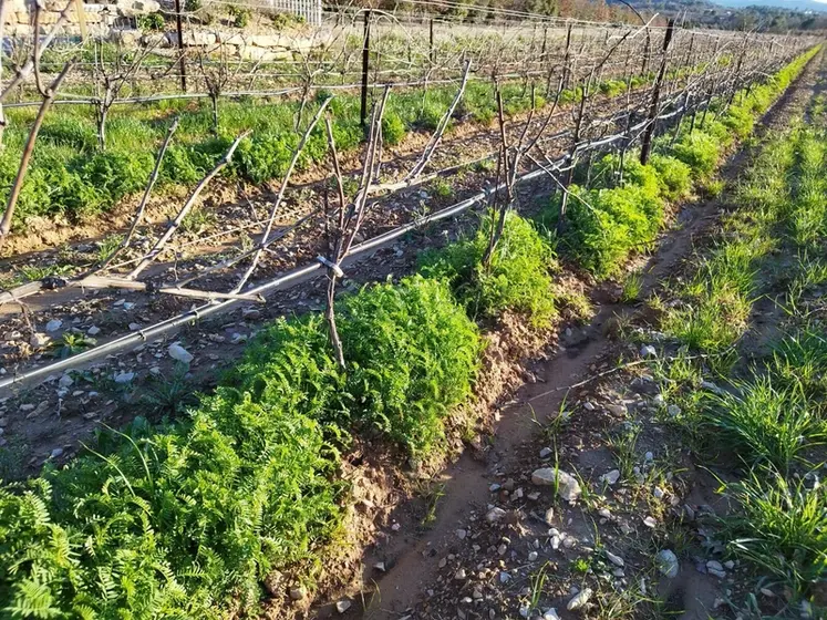 <em class="placeholder">Rang de vigne en hiver planté de vesce érigée.</em>