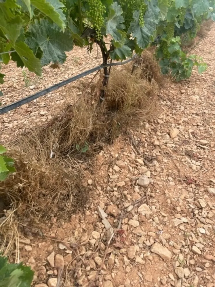 <em class="placeholder">Rang de vigne en été planté de vesce érigée.</em>