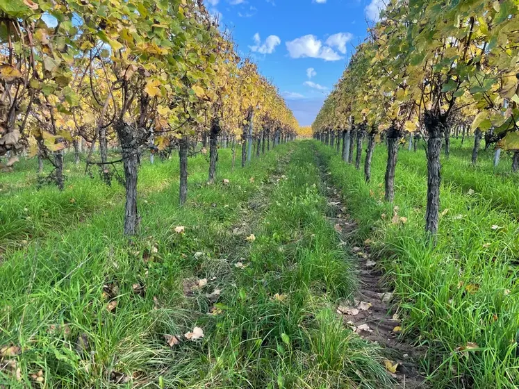 <em class="placeholder">Parcelle de gewurztraminer en Alsace (67), à Traenheim, à l&#039;automne, prise le 24/10/2024. La vigne est enherbée. </em>