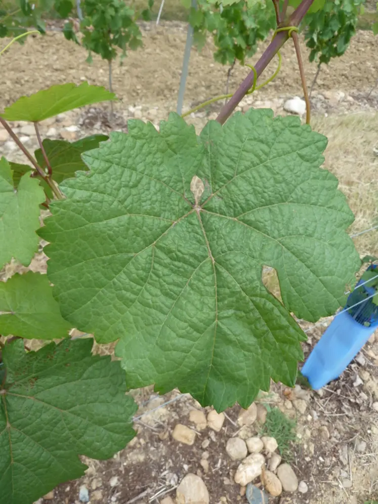 <em class="placeholder">Le bouysselet débourre sept jours après le chasselas. Il présente des feuilles orbiculaires, qui vont d&#039;entières à trilobées.</em>