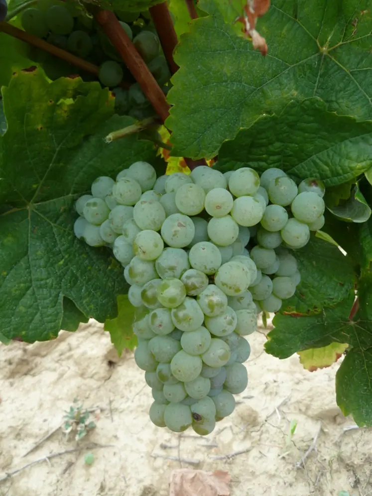 <em class="placeholder">Les grappes du bouysselet sont assez compactes. Les baies ont une peau épaisse et pruinée. </em>