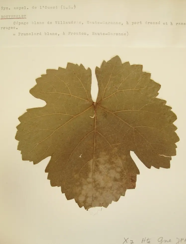 <em class="placeholder">Une feuille conservée dans un herbier de 1954 archivé au domaine de Vassal de l&#039;Inrae, a permis d&#039;identifier le cépage retrouvé à Villaudric.  </em>