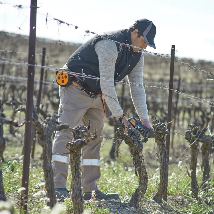 <em class="placeholder">Attacheur de vigne Pellenc Fixion 2</em>