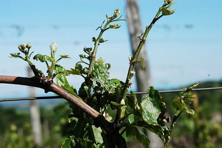 <em class="placeholder">Anomalie de croissance de la vigne</em>