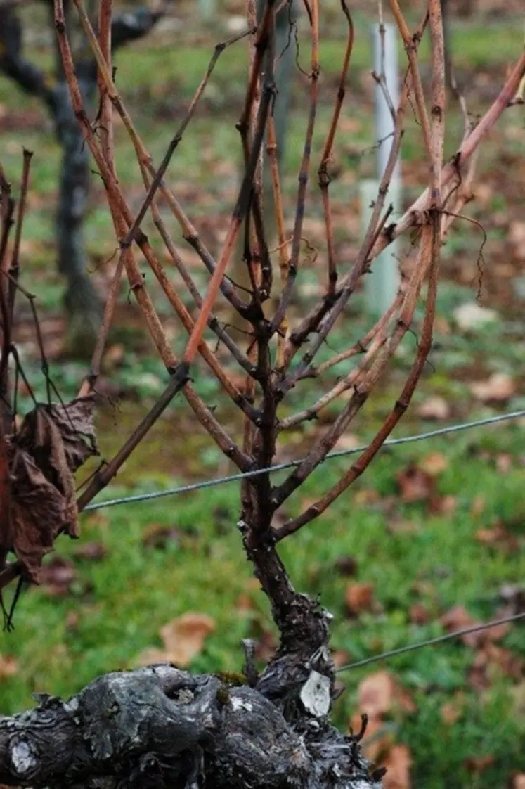 <em class="placeholder">Cep de vigne en hiver avec anomalie de croissance.</em>