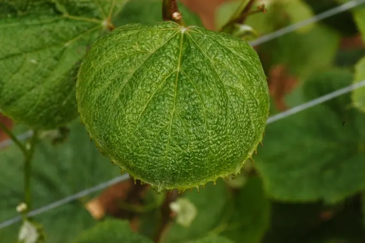 <em class="placeholder">Feuille de vigne présentant une anomalie de croissance.</em>