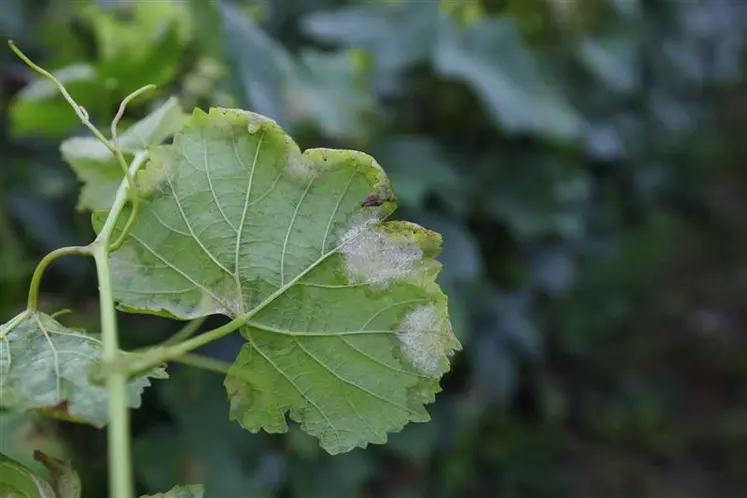 Feuille de vigne colonisée par le mildiou de la vigne