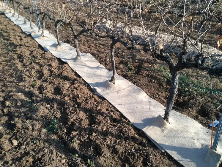 <em class="placeholder">Feutre sur le cavaillon de vigne</em>