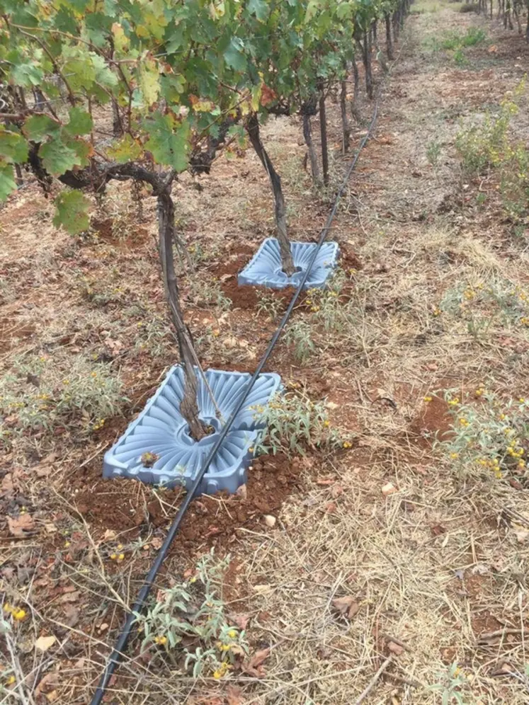 <em class="placeholder">Tuiles Tal-Ya sur vigne.</em>