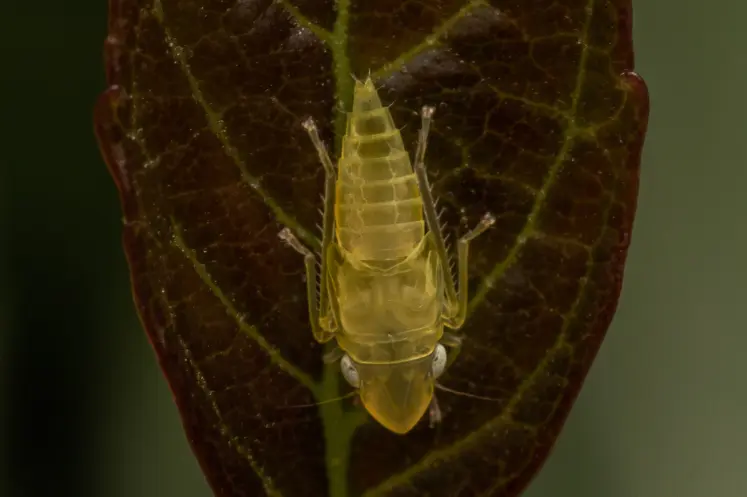 <em class="placeholder">Cicadelle Scaphoideus titanus, vecteur de la flavescence dorée de la vigne, sur une feuille</em>