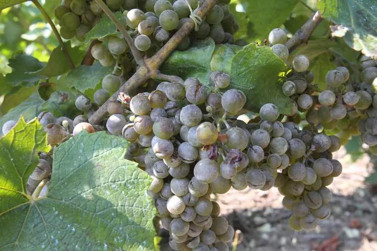 <em class="placeholder">vigne de cépage chardonnay infectée par de l&#039;oïdium. grappe de raisin présentant des symptômes de la maladie. Grain éclaté.</em>