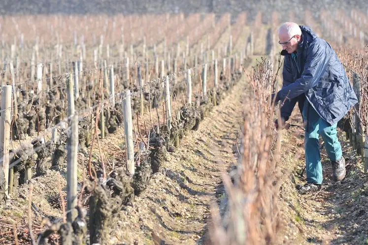 <em class="placeholder">Viticulture. Taille de la vigne au château Mission Haut Brion dans le Bordelais. Homme au travail. Manipulation du sécateur. hiver.  vignoble. lunettes et gants de ...</em>