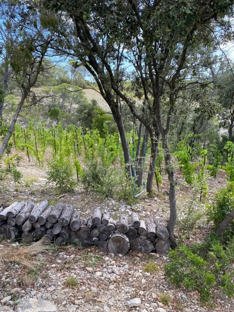 <em class="placeholder">Parcelle de vigne avec arbres à la Colline des Louves</em>