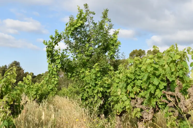 <em class="placeholder">Vignes du Château Massamier La Mignarde, à Pépieux, dans l’Aude</em>