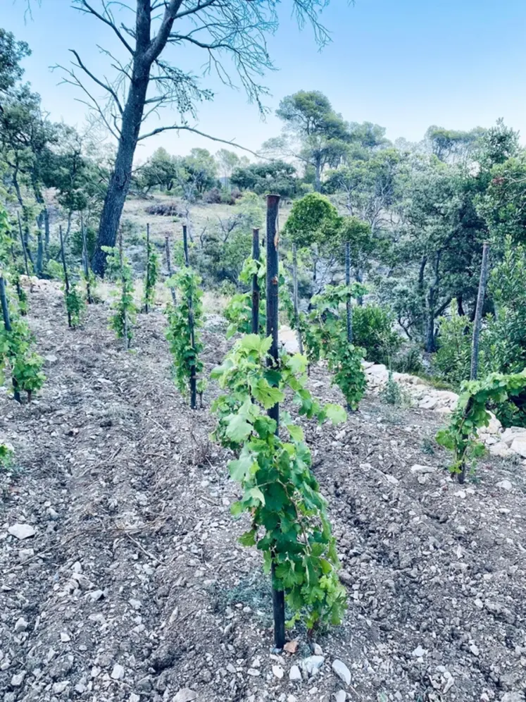 <em class="placeholder">Vignes conduites en échalas au Château Massamier La Mignarde, à Pépieux, dans l’Aude</em>