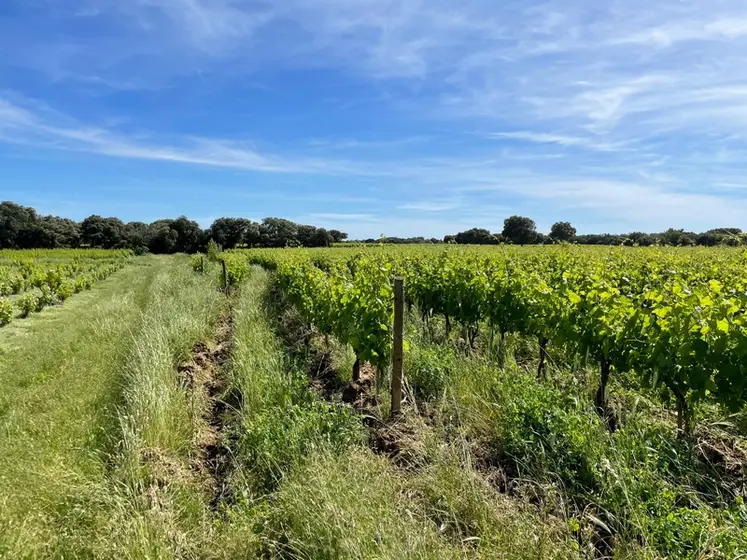 <em class="placeholder">Vigne plantée selon les courbes de niveau. Les Keylines, ou lignés clés, sont des sillons de 60 à 90 cm de profondeur créés en fissurant le sol perpendiculairement à ...</em>
