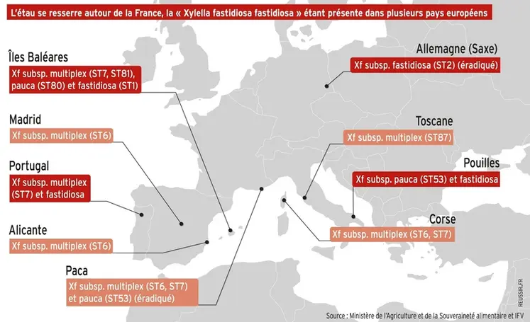 <em class="placeholder">Carte d&#039;Europe avec les populations de Xylella fastidiosa.</em>