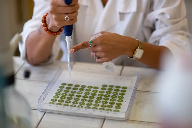 Inoculation en laboratoire de souche de mildiou sur des feuilles saines