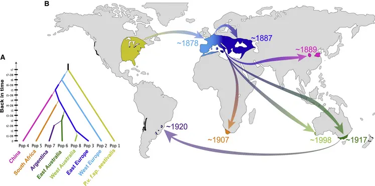 Dissémination du mildiou de la vigne dans le monde