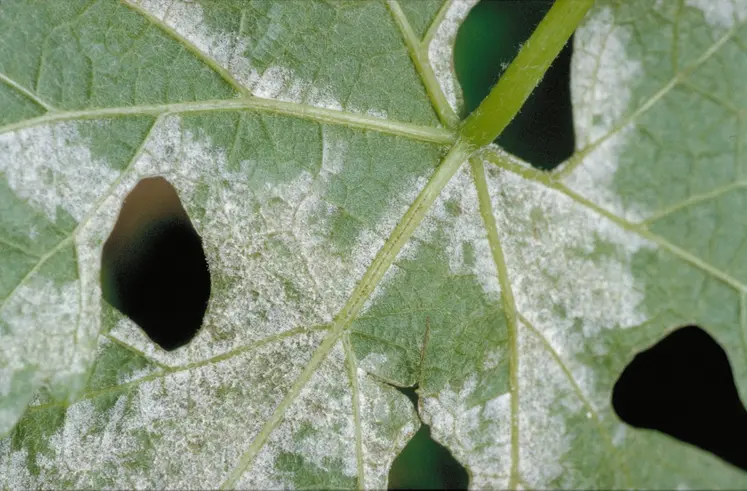 feuille de vigne atteinte du mildiou de la vigne sous forme de tâche d'huile