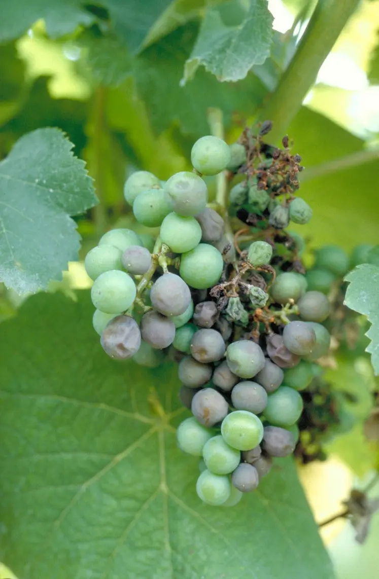 Grappe de raisins atteints par le mildiou de la vigne par le symptôme rot brun