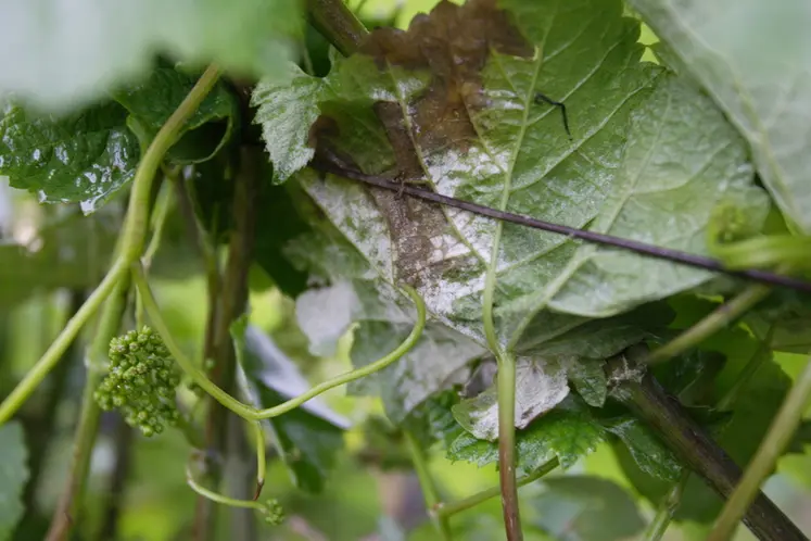 <em class="placeholder">Viticulture . Maladies de la vigne . symptômes de mildiou sur feuilles et grappes en début floraison dans le vignoble de Champagne .</em>