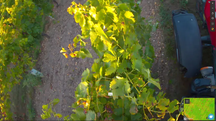 <em class="placeholder">Image de vigne prise par un capteur de l&#039;entreprise Chouette.</em>