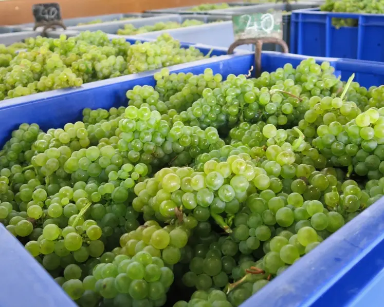 <em class="placeholder">Vendanges manuelles de raisins rouges et blancs à la cave coopérative vinicole la Goutte d&#039;or, à Vertus dans la Marne, vendanges 2015, champagne, congrès Cnaoc, récolte</em>