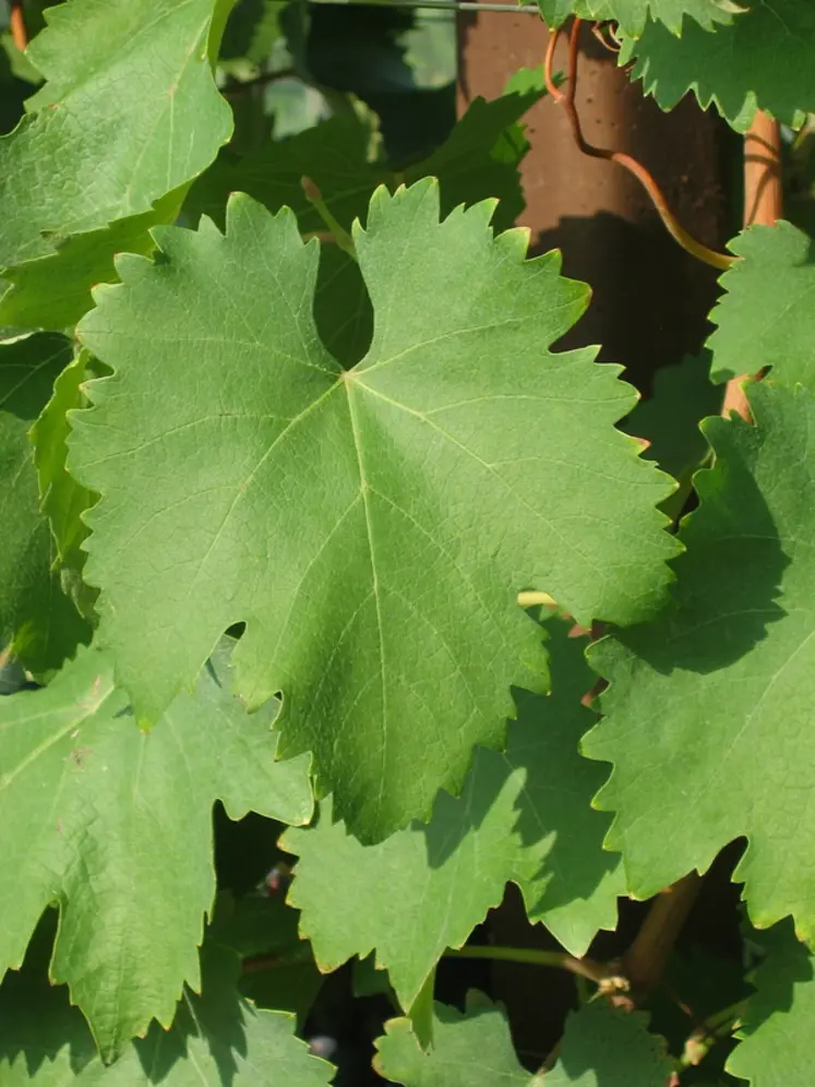 <em class="placeholder">Les vrilles du negroamaro sont de couleur vert clair et les feuilles rougissent totalement à l&#039;automne.</em>
