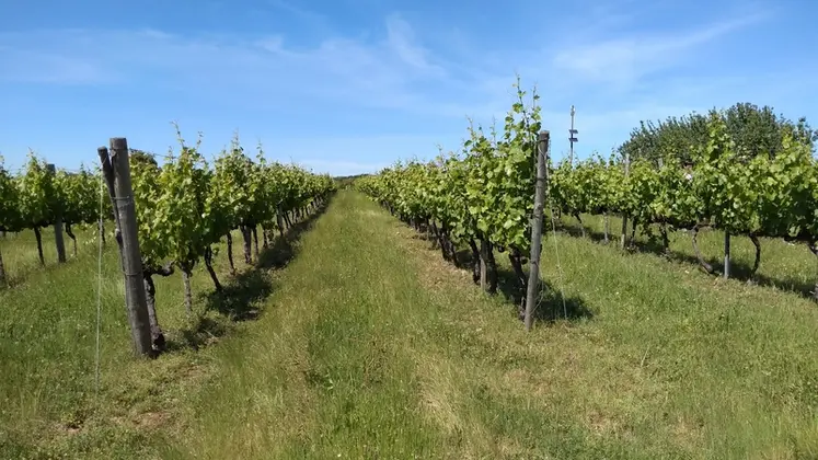 <em class="placeholder">Cerfrance Poitou-Charentes synthétise les données d'une centaine d'exploitations du vignoble cognaçais pour élaborer une veille économique & prospective annuelle.</em>