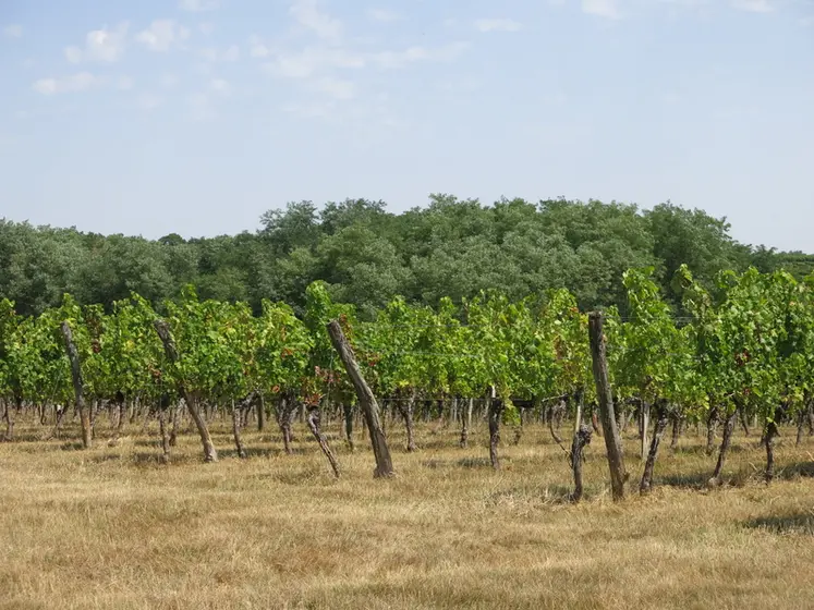 <em class="placeholder">Vignes du château Haut-de-Lerm à St Martin de Lerm en Gironde</em>