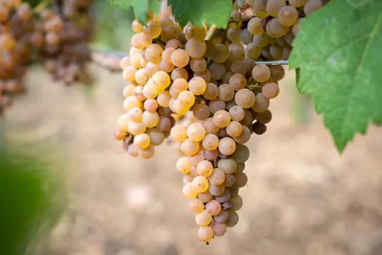 <em class="placeholder">Grappe de calardis blanc.</em>