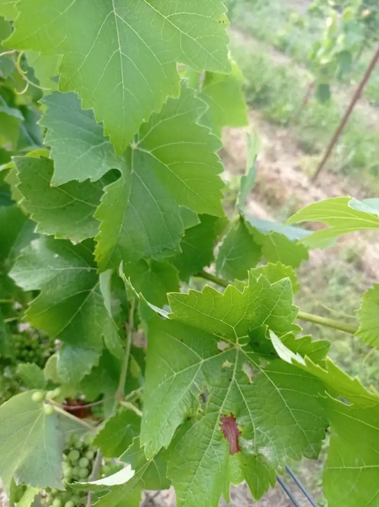 <em class="placeholder">Feuilles de calardis blanc.</em>
